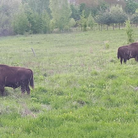 Appartamento Olsik Białowieża Esterno foto