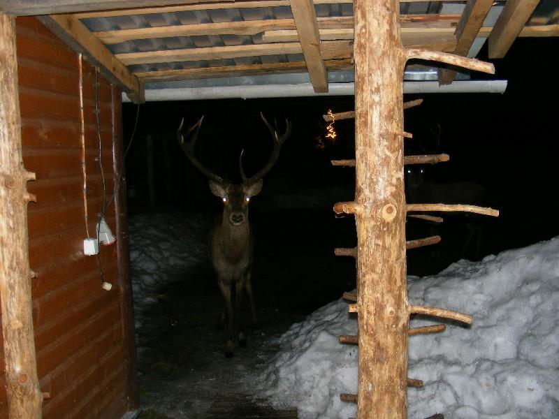 Appartamento Olsik Białowieża Esterno foto