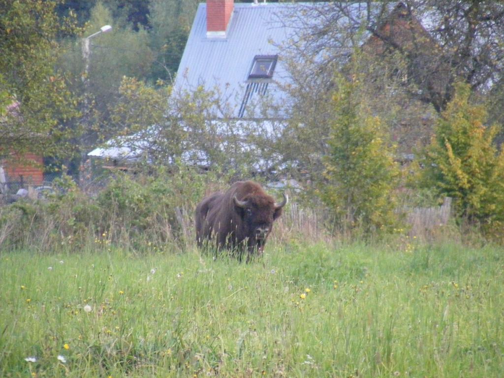 Appartamento Olsik Białowieża Esterno foto